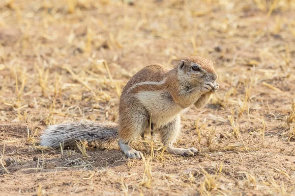 Ardilla de Cabo Terreno — Foto de Stock