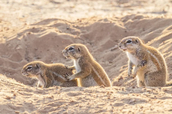 Cape Ground Squirrel — Stock Photo, Image