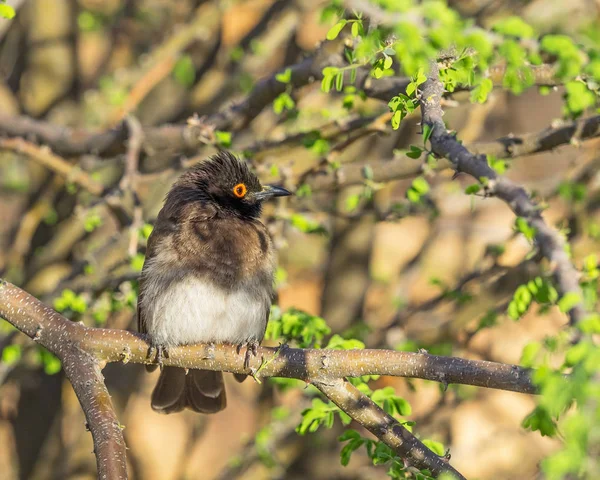 African Red-Eyed Bulbul — Stock Photo, Image