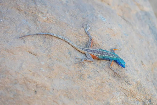 Cape Flat Rock Lizard — Stock Photo, Image