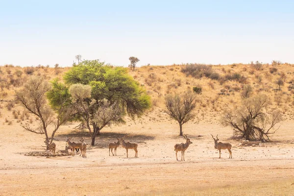 Licencjat stado Kudu — Zdjęcie stockowe
