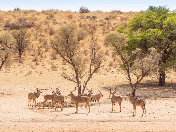 Bachelor Herd di Kudu — Foto Stock