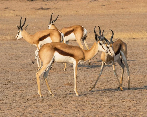 Springbok baggar i Kalahari — Stockfoto
