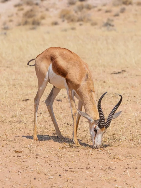 Springbok Ram besleme — Stok fotoğraf