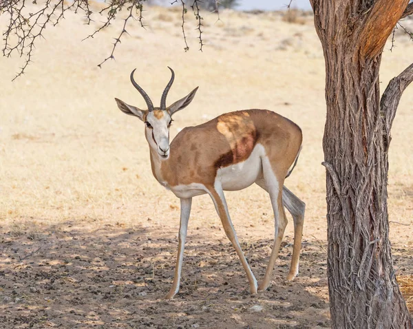 Springbockweibchen in der Kalahari — Stockfoto