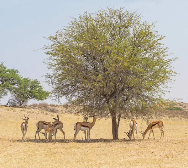 Springbok nell'ombra di un albero — Foto Stock