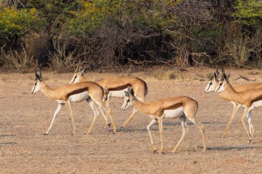 Springbok Kalahari