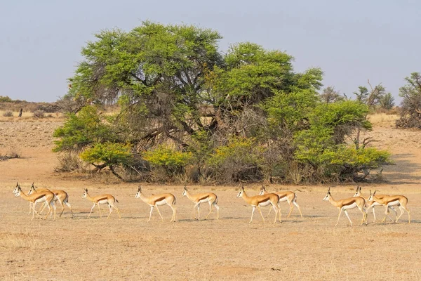 Vrouwelijke Springbok in de Kalahari — Stockfoto