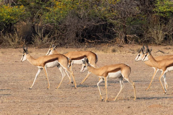 Springbok w kalahari — Zdjęcie stockowe