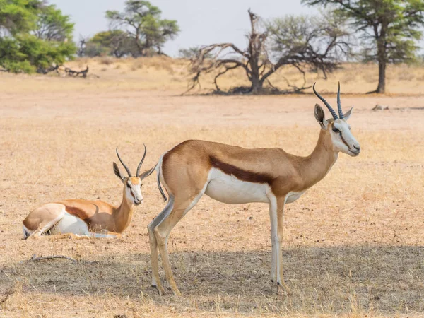 Springbockweibchen in der Kalahari — Stockfoto