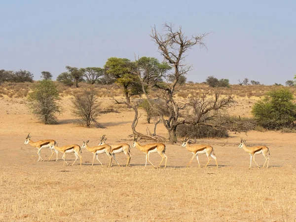 Springbok i Kalahari drzewa — Zdjęcie stockowe