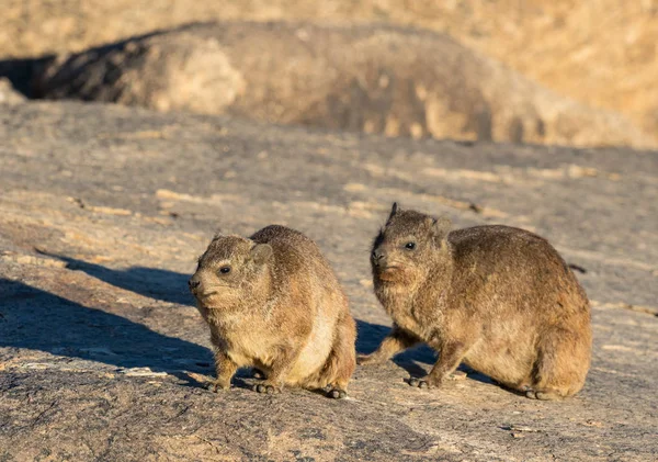 Rock Hyrax or Dassie — Stock Photo, Image