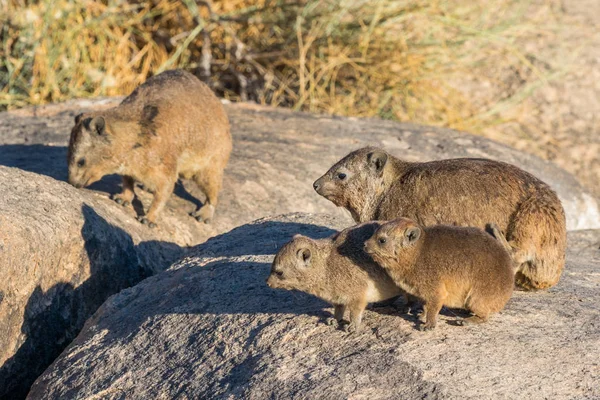 Rock Hyrax or Dassie With Young — Stock Photo, Image