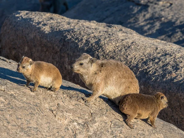 Rock Klipdasachtigen of Dassie met Young — Stockfoto