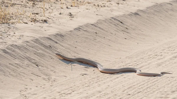 Muldvarp slange i Kalahari - Stock-foto