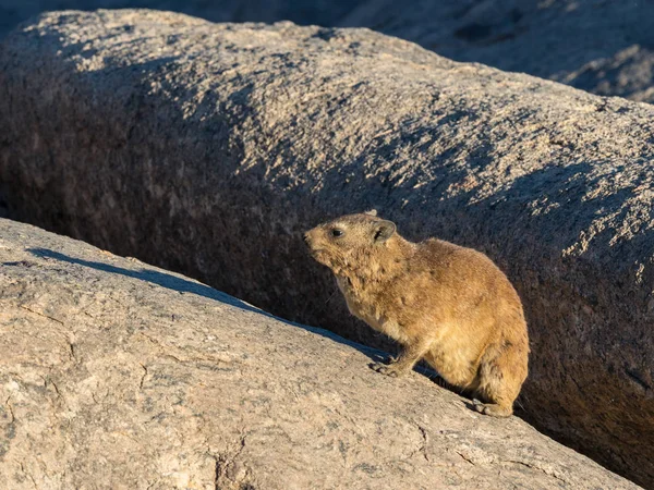 Rock Hyrax or Dassie — Stock Photo, Image