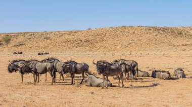Ortak veya mavi Wildebeest dinlenme