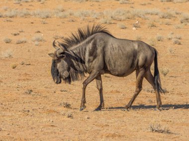 Ortak veya mavi Wildebeest yürüyüş