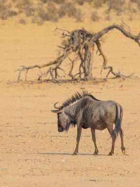 Yalnız ortak veya mavi Wildebeest.