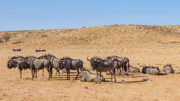Ortak veya mavi Wildebeest dinlenme — Stok fotoğraf
