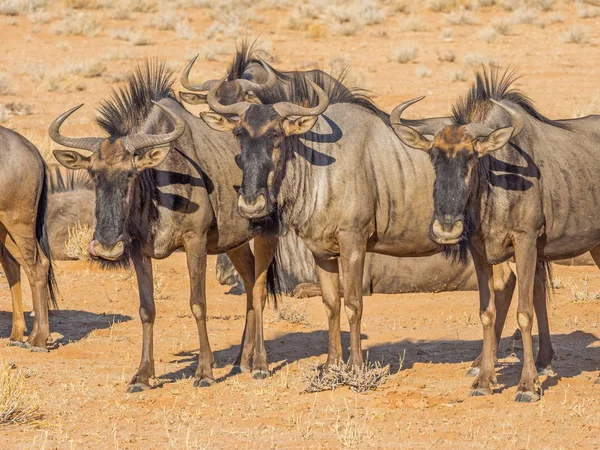 Gnus comuns ou azuis — Fotografia de Stock