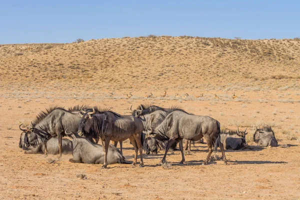 Gemeine oder Blaue Gnus-Herde — Stockfoto