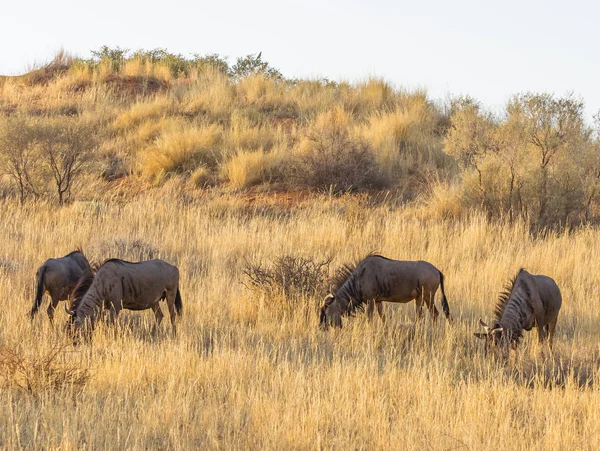 Ortak veya mavi Wildebeest kabuklarıyla — Stok fotoğraf