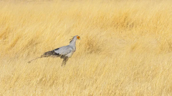 Secretary Bird in Grass — Stock Photo, Image