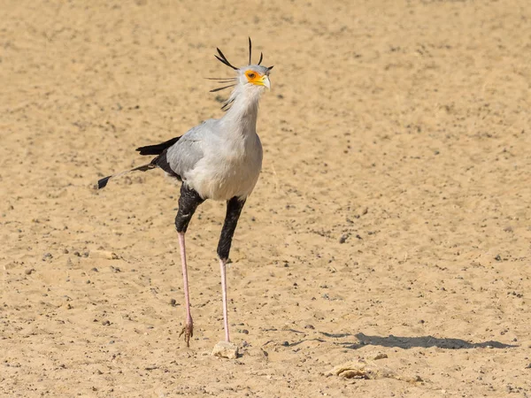Segretario uccello a piedi — Foto Stock