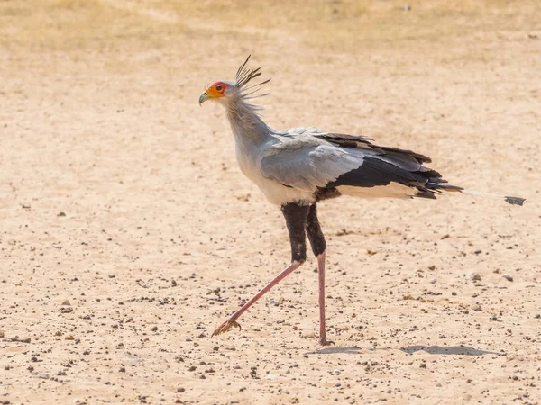 Secretario pájaro caminando — Foto de Stock