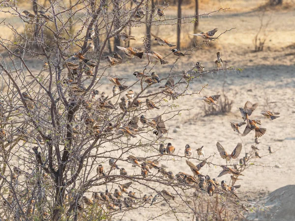 A Mass of Cape Sparrows on a Tree — Stock Photo, Image