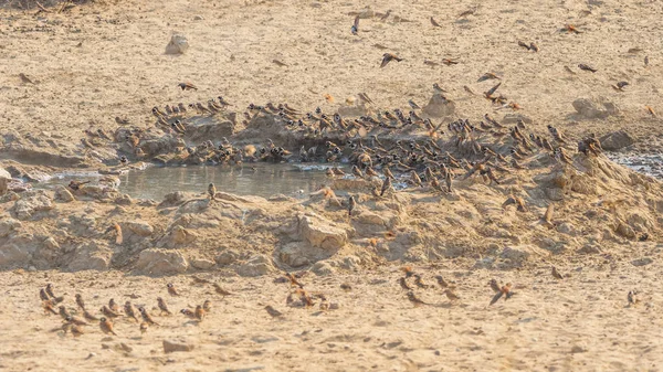 Een massa van Cape mussen op een Waterhole — Stockfoto