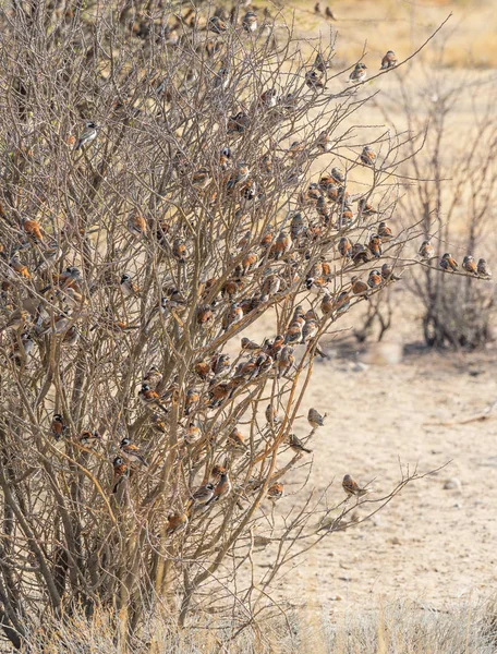 A Mass of Cape Sparrows on a Tree — Stock Photo, Image