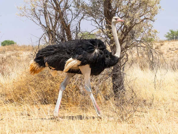 Uno struzzo comune nel Kalahari — Foto Stock