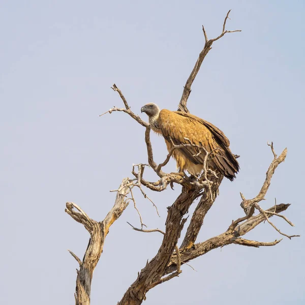 Vautour à dos blanc sur l'arbre — Photo