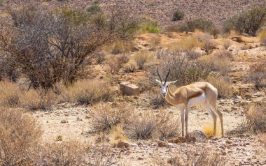 Kadın Springbok Augrabies Falls Milli Parkı'nda