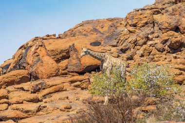 Zürafa Augrabies Falls Milli Parkı'nda