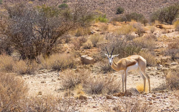 Augrabies 瀑布国家公园的女羚 — 图库照片