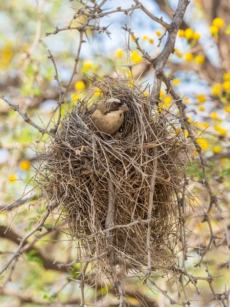 Weißbrauensperlingsweber im Nest — Stockfoto