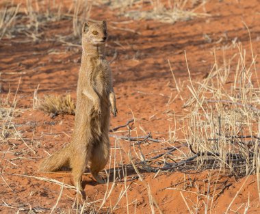 Sarı Firavun faresi