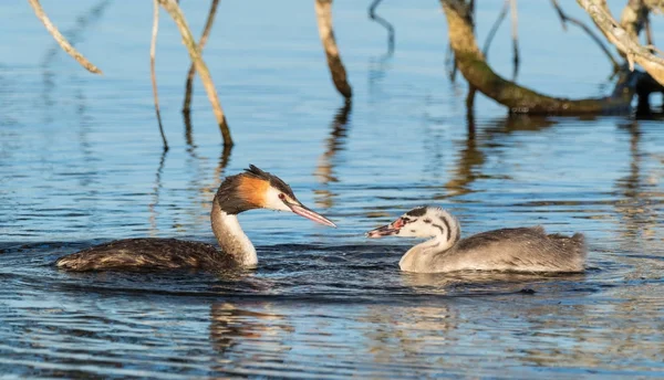 Great Crested Grebe With Young — Stock Photo, Image