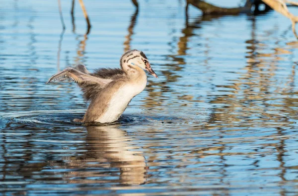 Unga Skäggdopping — Stockfoto