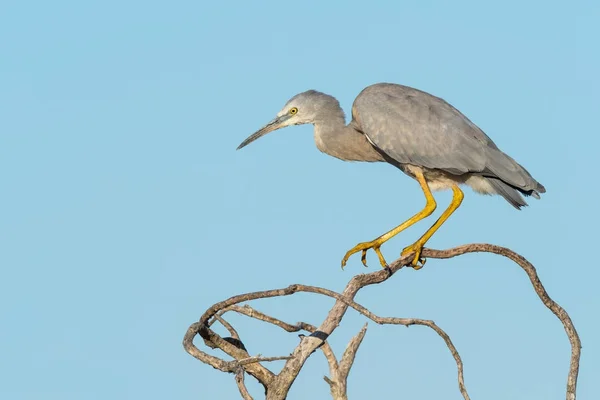 Weißgesichtsreiher — Stockfoto