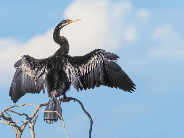 Heidelibel drogen zijn vleugels — Stockfoto