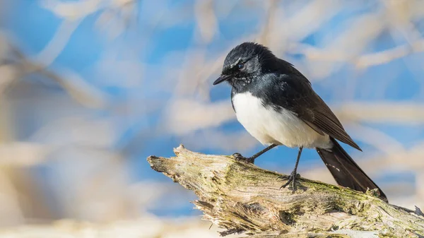 Willie Wagtail on a Perch — Stock Photo, Image