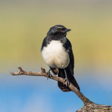Willie Wagtail
