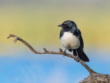 Willie Wagtail clipart