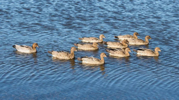 Pato de madera australiano —  Fotos de Stock