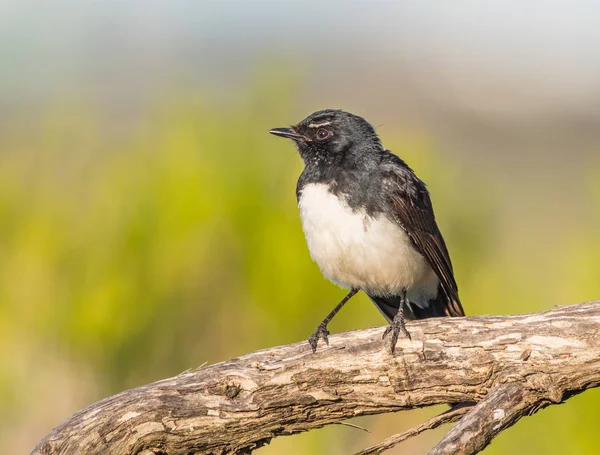 Willie Wagtail — Foto Stock