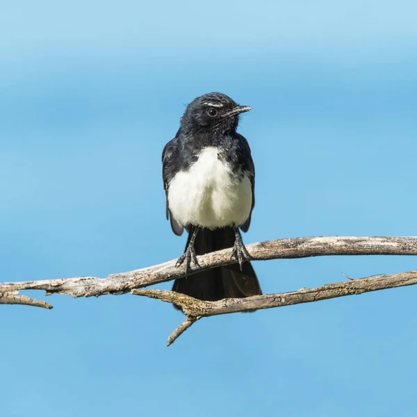 Willie Wagtail — Stock Photo, Image